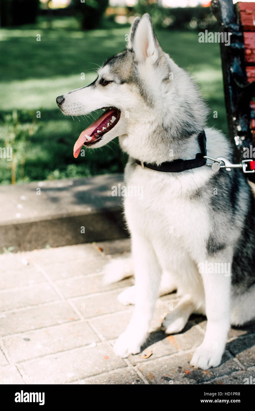 Siberian husky dog with blue eyes stands and looks ahead. City on the ...
