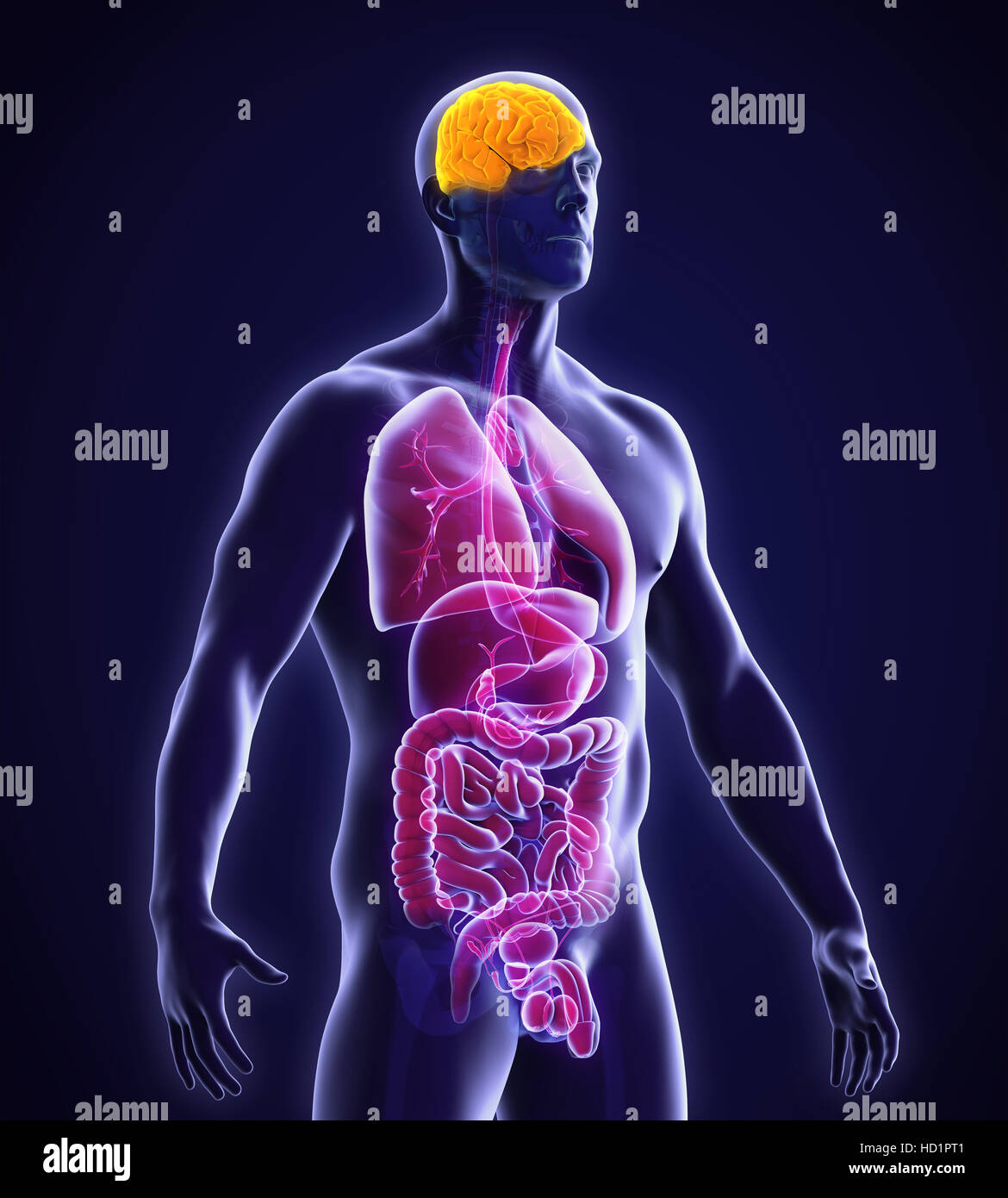 Human Brain Anatomy Stock Photo Alamy