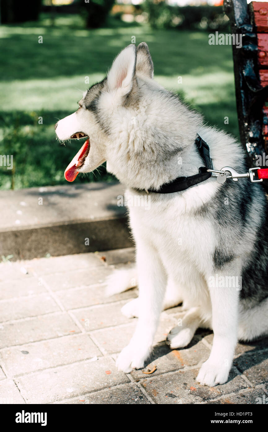 Siberian husky dog with blue eyes stands and looks ahead. City on the ...