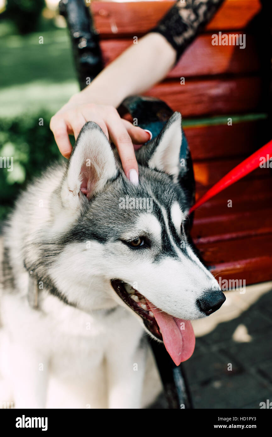 Siberian husky dog with blue eyes stands and looks ahead. City on the ...
