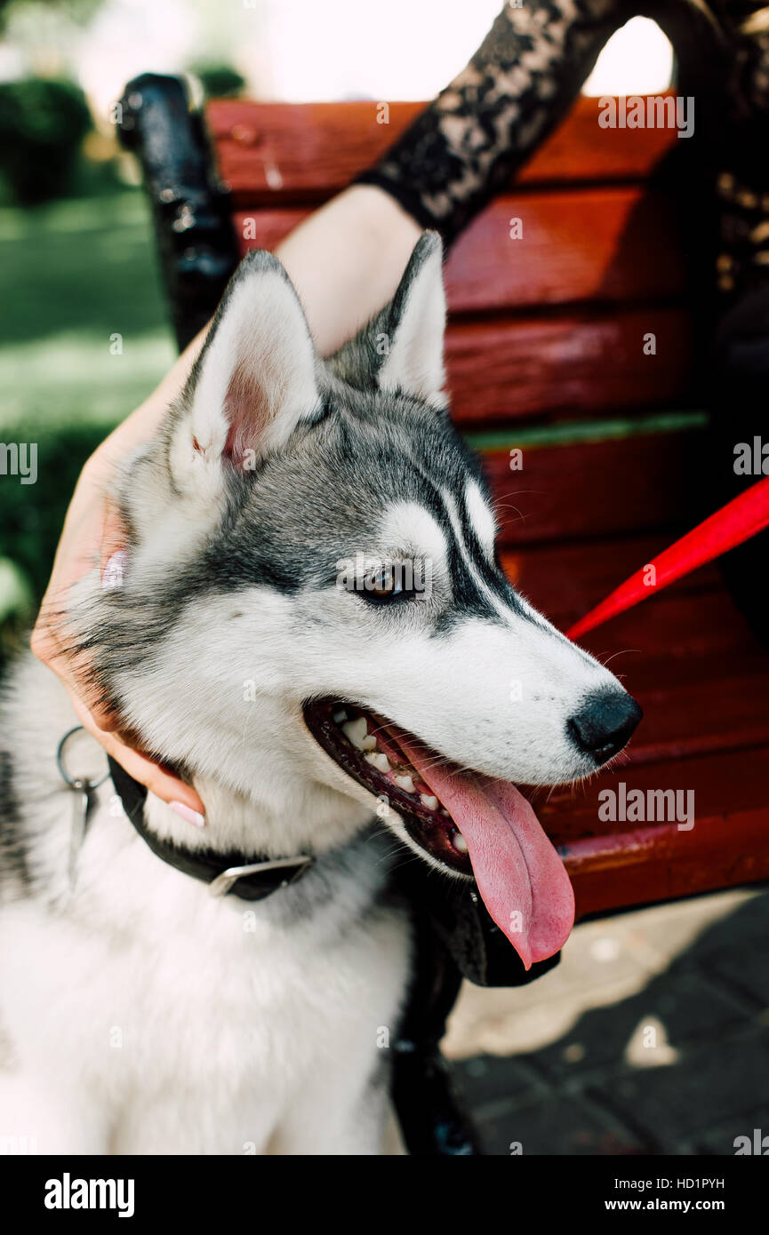 Siberian husky dog with blue eyes stands and looks ahead. City on the ...