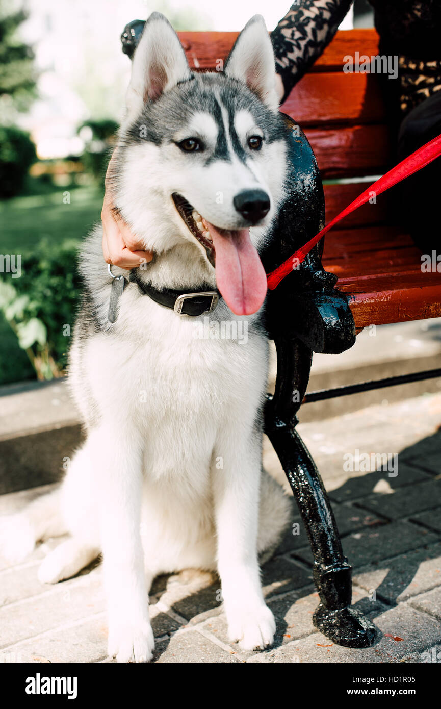 Siberian husky dog with blue eyes stands and looks ahead. City on the ...