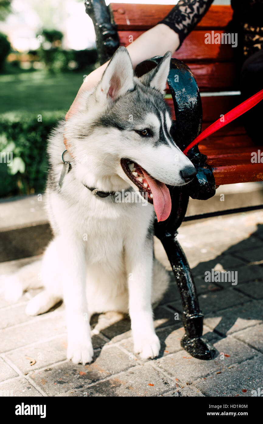 Siberian husky dog with blue eyes stands and looks ahead. City on the ...