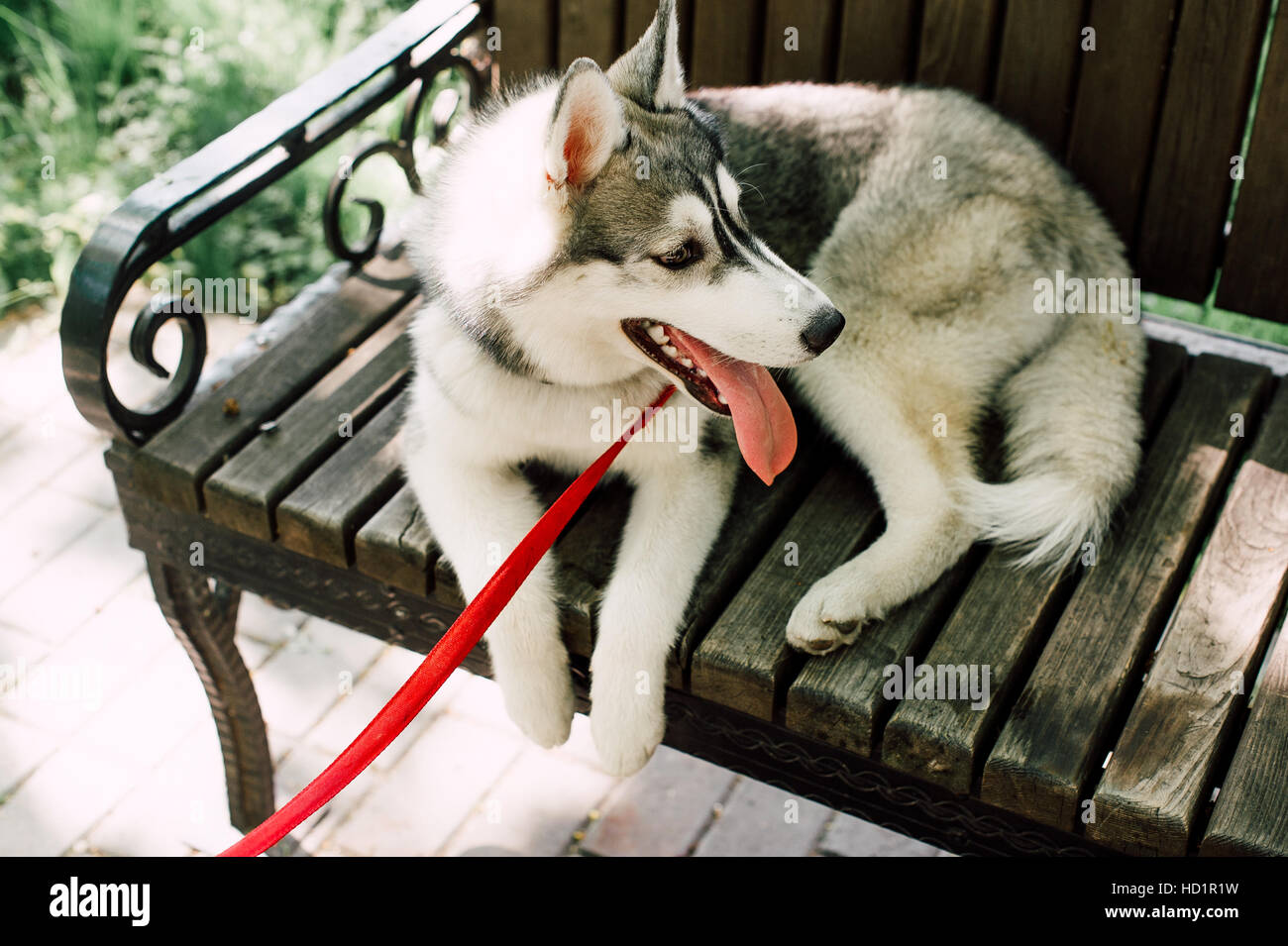 Siberian husky dog with blue eyes stands and looks ahead. City on the ...