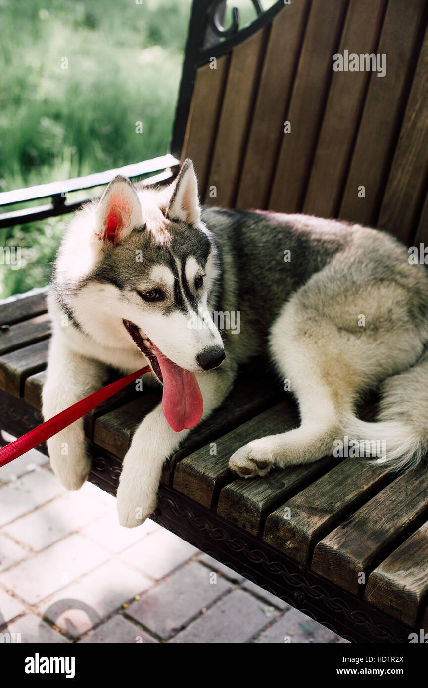 Siberian husky dog with blue eyes stands and looks ahead. City on the ...