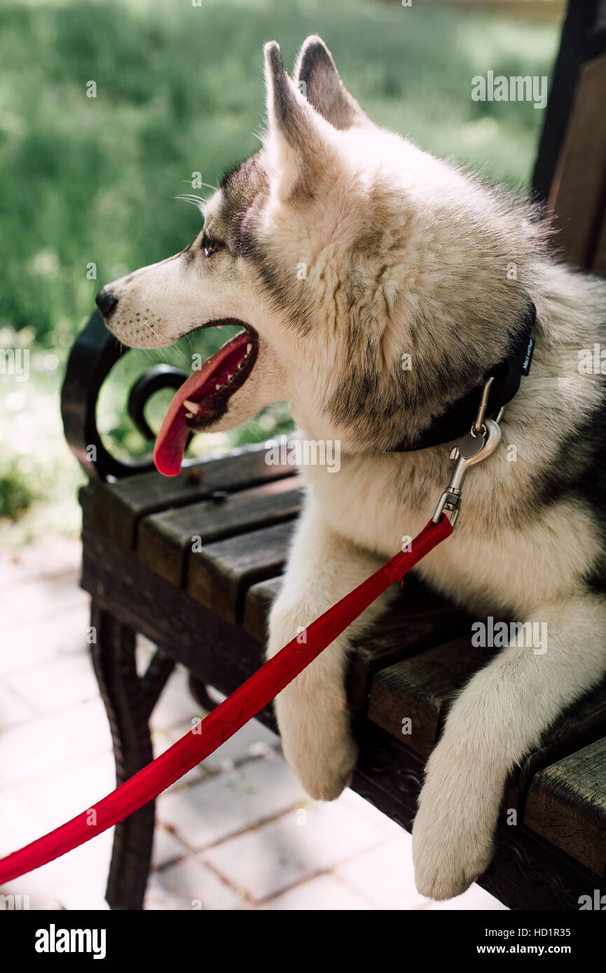 Siberian husky dog with blue eyes stands and looks ahead. City on the ...