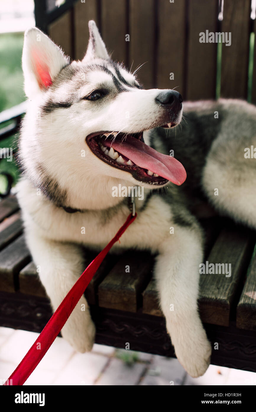 Siberian husky dog with blue eyes stands and looks ahead. City on the ...