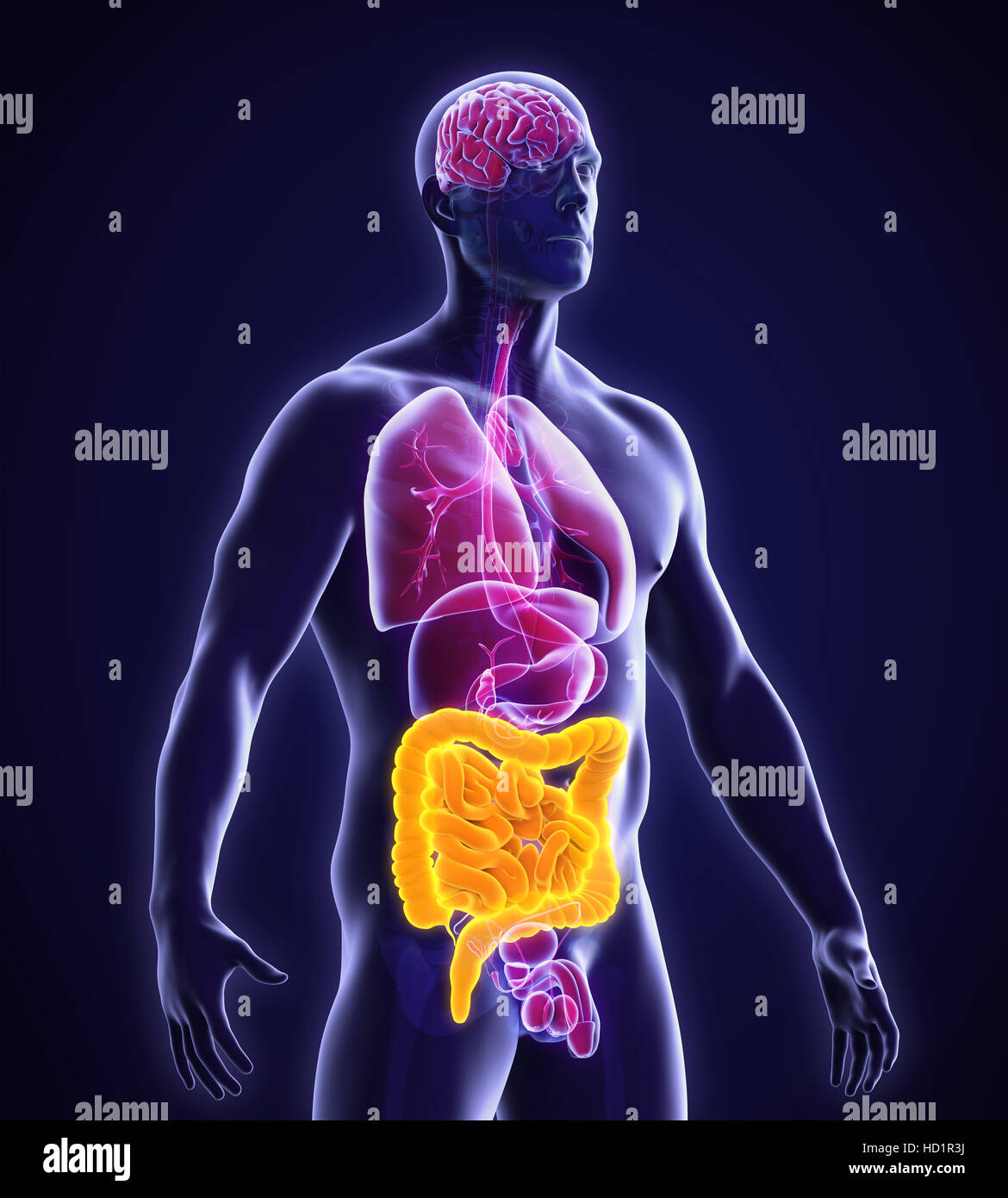Human Intestine Anatomy Stock Photo Biology Diagrams