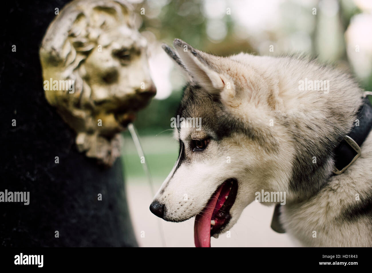 Siberian husky dog with blue eyes stands and looks ahead. City on the ...