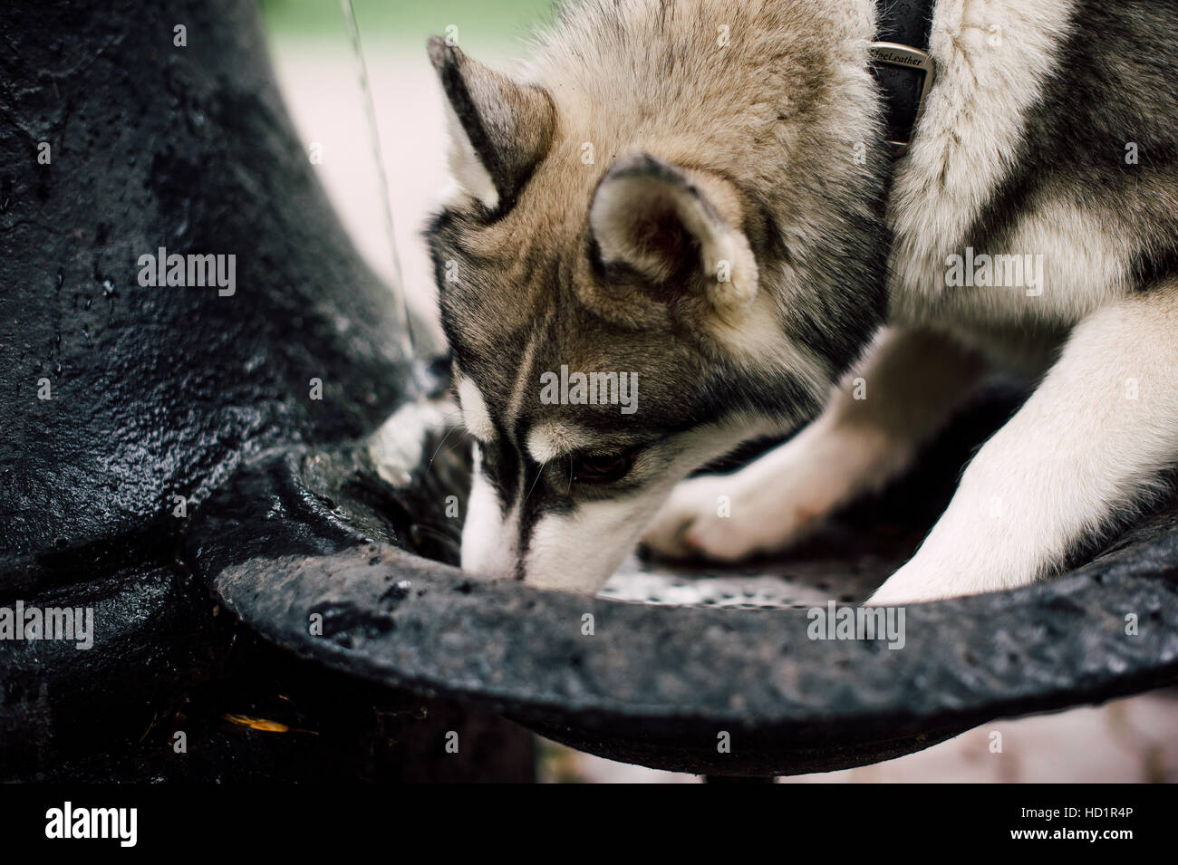 Siberian husky dog with blue eyes stands and looks ahead. City on the ...