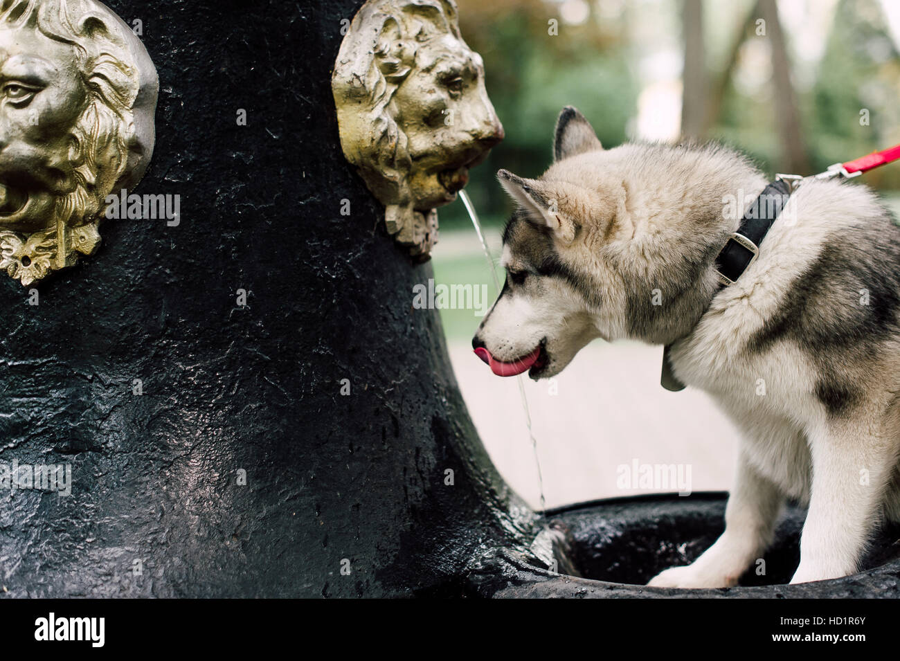 Siberian husky dog with blue eyes stands and looks ahead. City on the ...