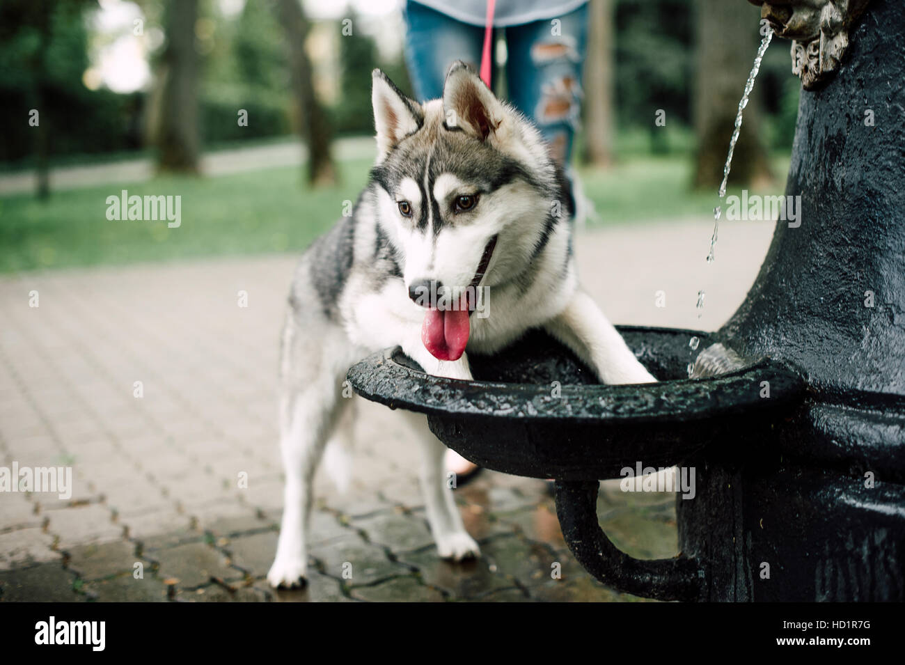 Siberian husky dog with blue eyes stands and looks ahead. City on the ...