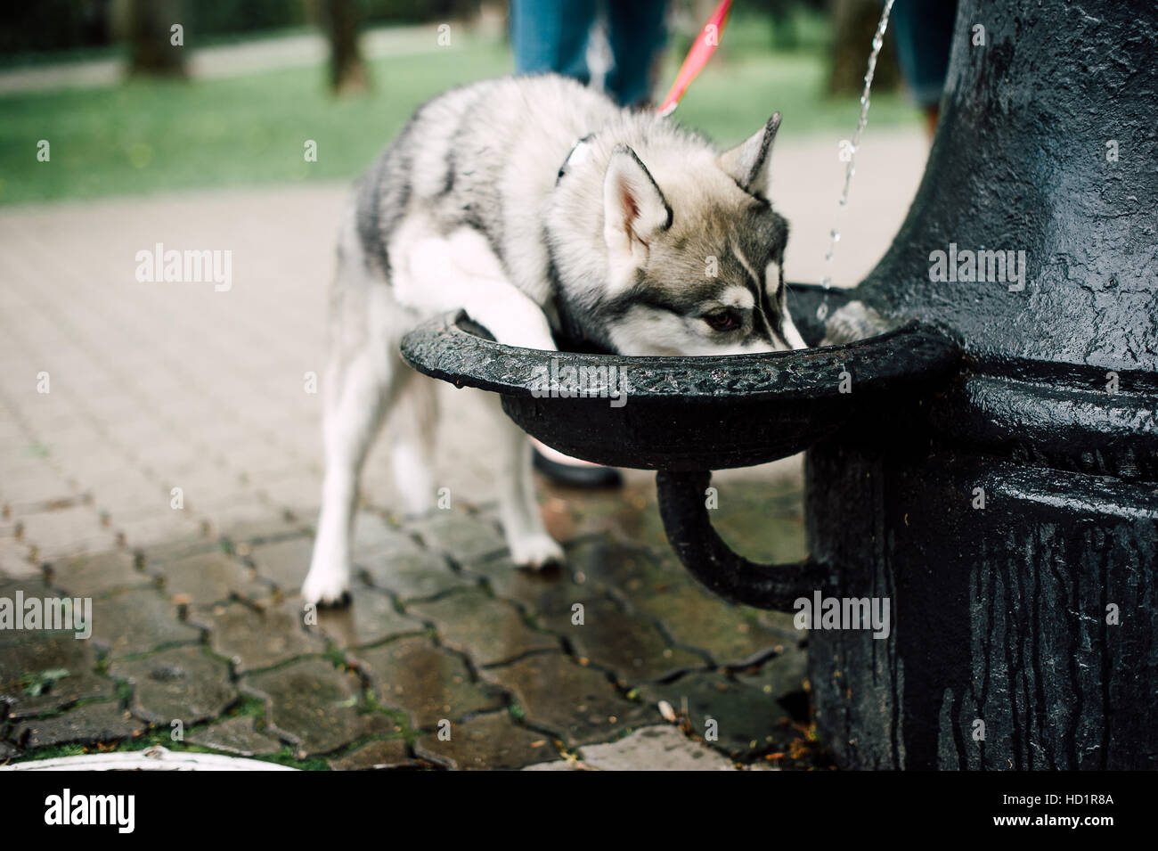 Siberian husky dog with blue eyes stands and looks ahead. City on the ...
