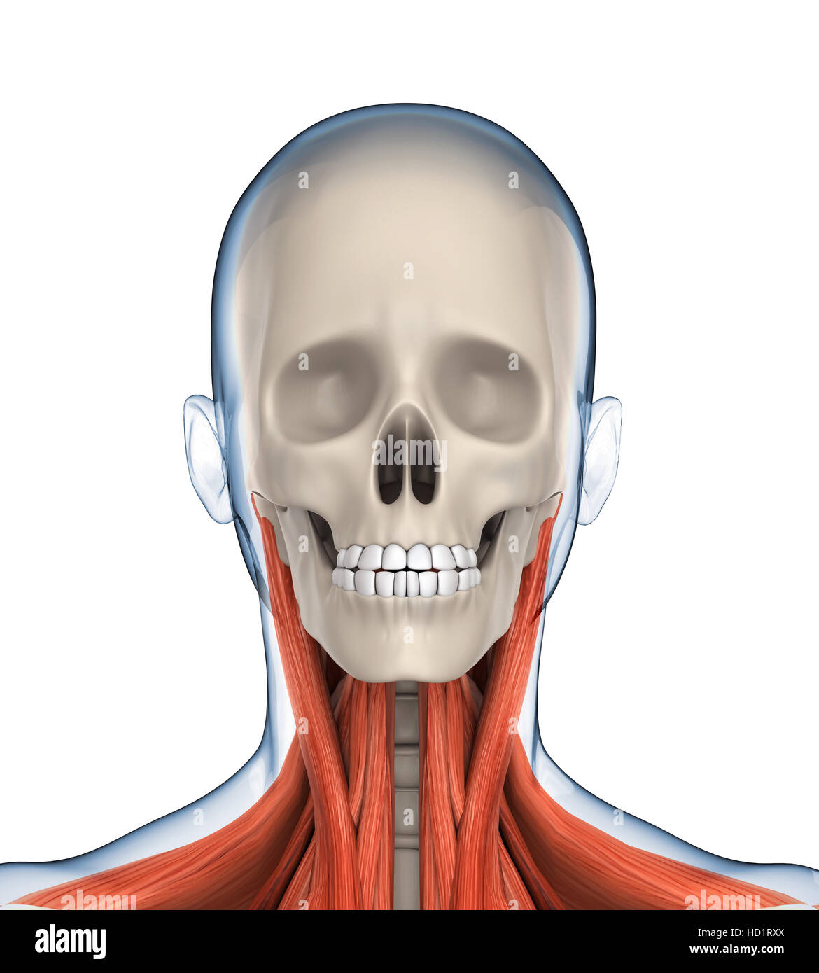 Anatomic Head High Resolution Stock Photography and Images - Alamy