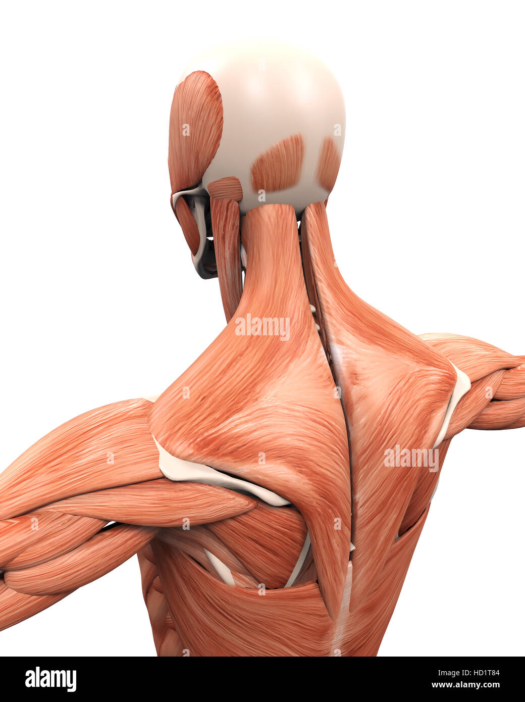 Muscular Anatomy of the Back Stock Photo