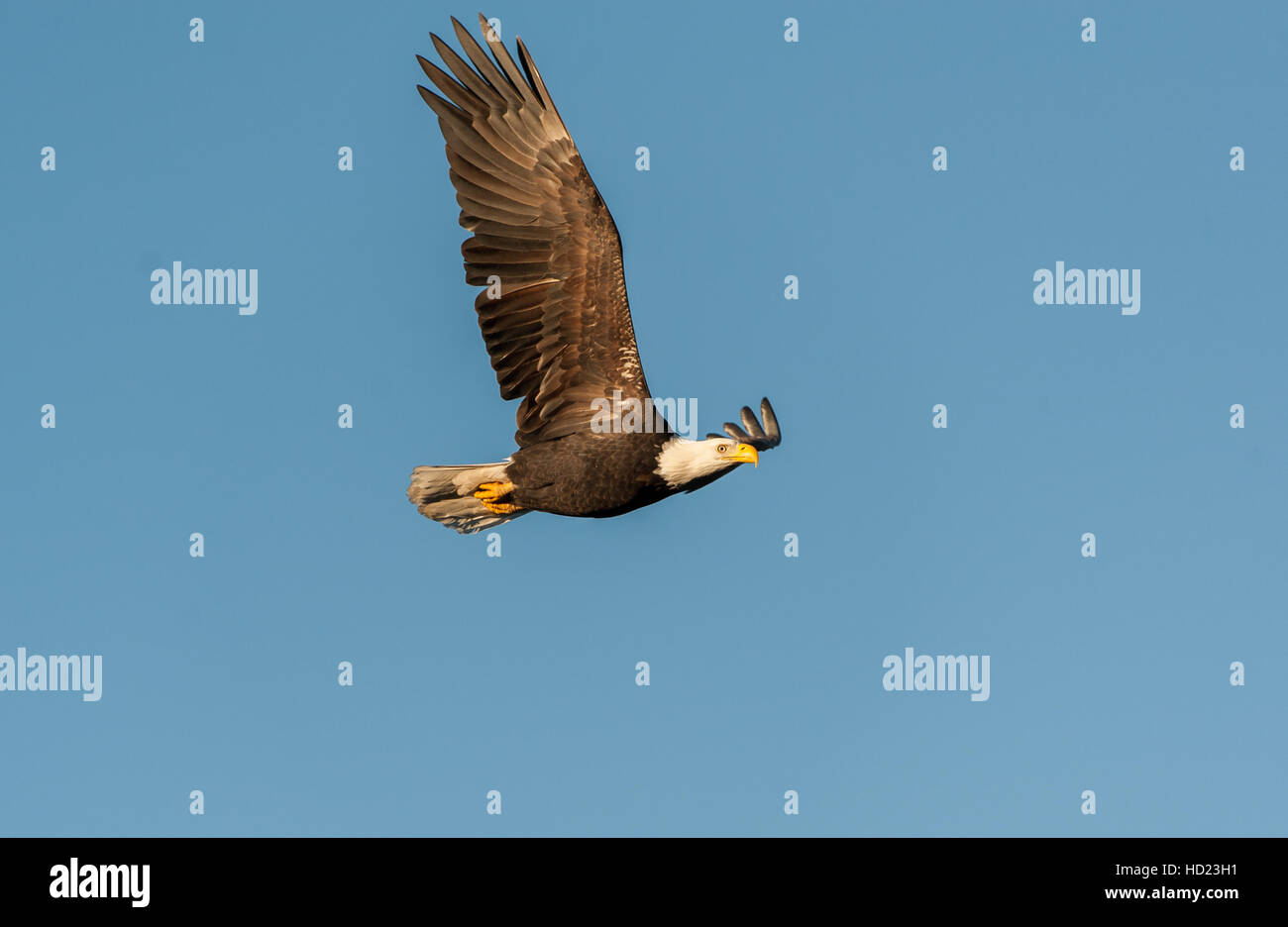 Adult Bald Eagle (Haliaeetus leucocephalus) in flight, Gabriola Island