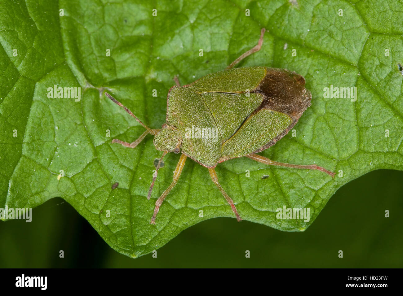 Grüne Stinkwanze, Palomena prasina, common green shield bug Stock Photo