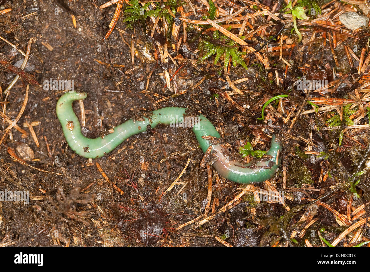 Grüner Regenwurm, Smaragdgrüner Regenwurm, Allolobophora smaragdina, Earthworm Stock Photo