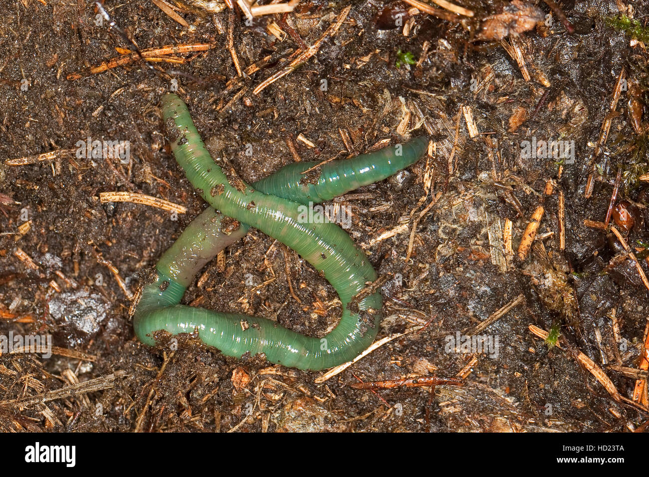 Grüner Regenwurm, Smaragdgrüner Regenwurm, Allolobophora smaragdina, Earthworm Stock Photo