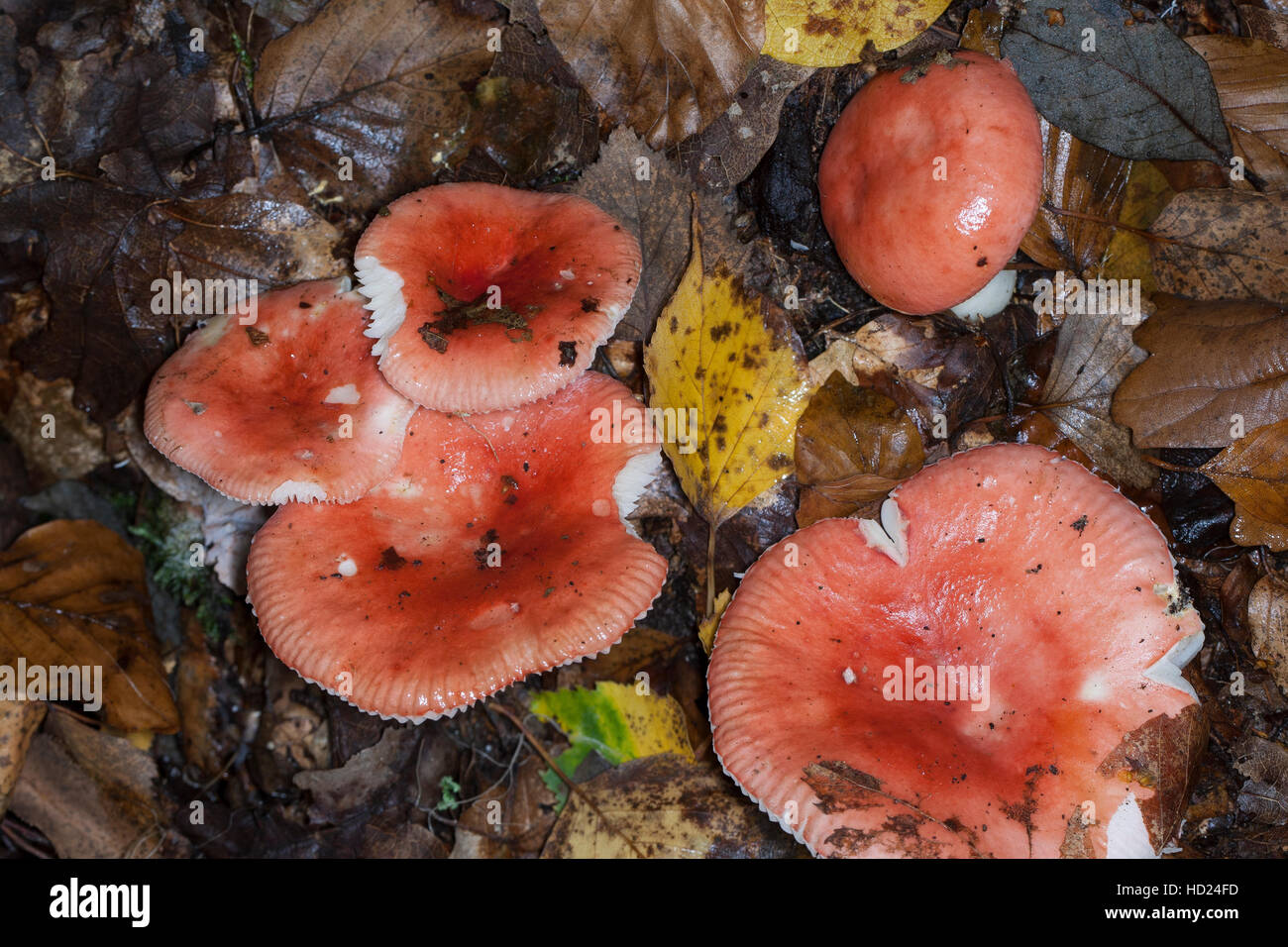 Speitäubling, SpeiTäubling, Russula spec., the sickener, russula Stock
