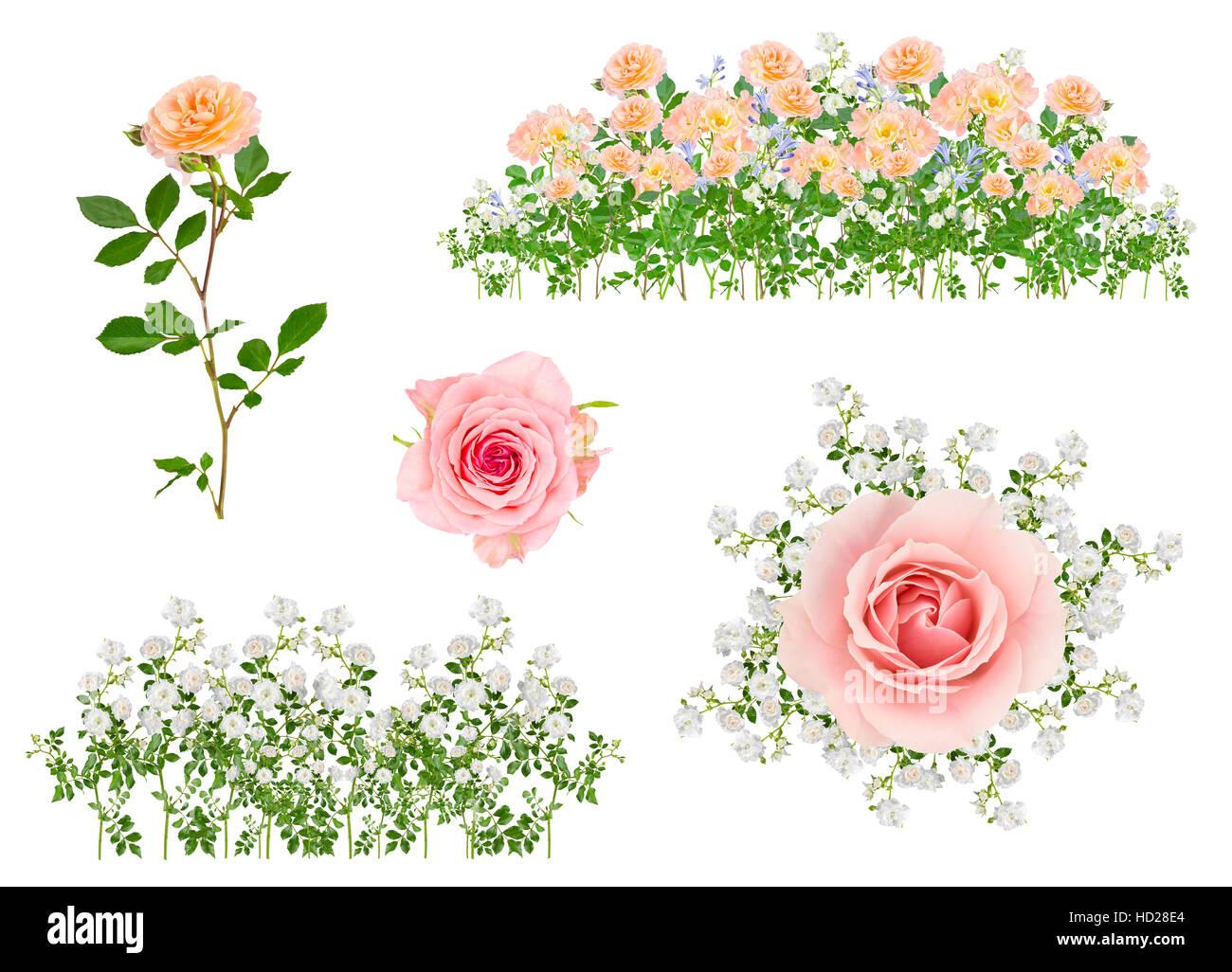 Collage of isolated rose flower arrangements on white background with no shadows. Stock Photo