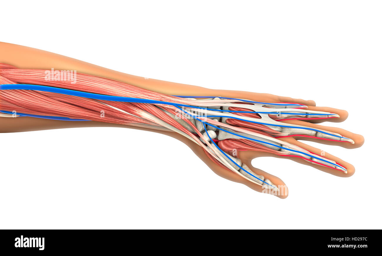 Human Hand Anatomy Stock Photo Biology Diagrams