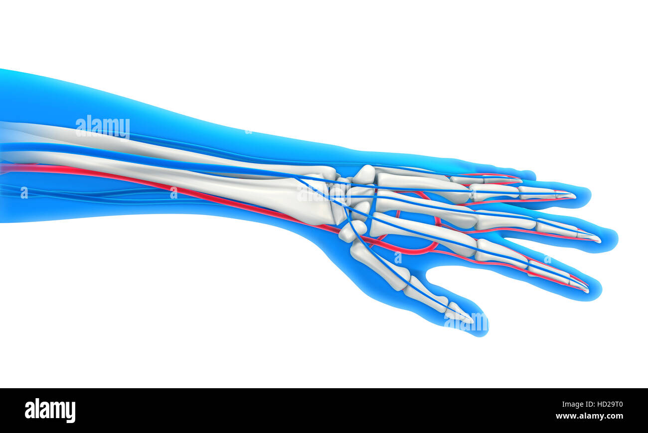 Human Hand Anatomy Stock Photo Biology Diagrams