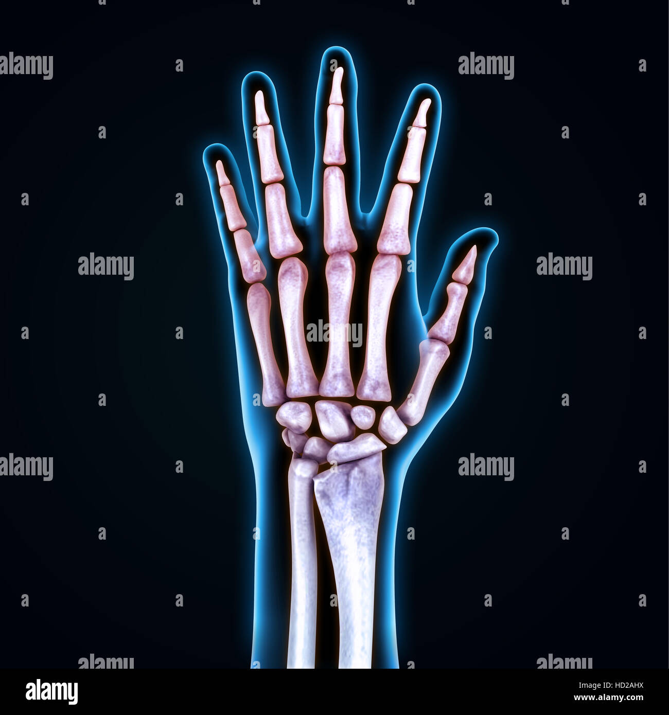 Human Hand Anatomy Stock Photo Biology Diagrams