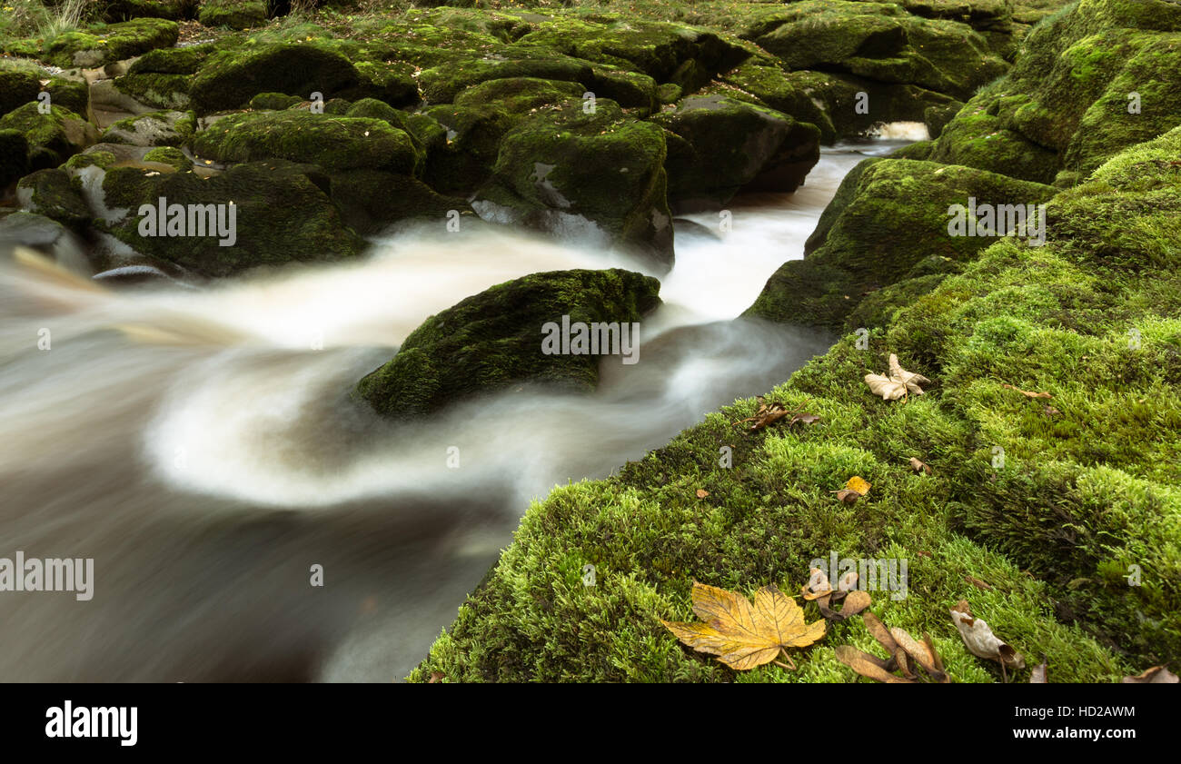 Detail photo and autumn view of the River Wharfe at The Strid between Barden and Bolton Abbey, Yorkshire Dales National Park, UK Stock Photo