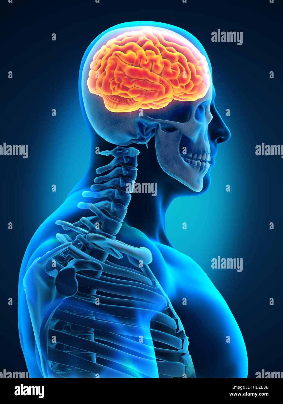Human Brain Anatomy Stock Photo - Alamy