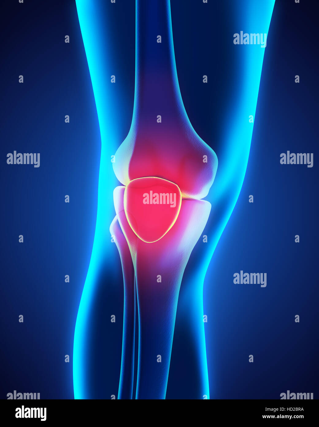 Human Knee Anatomy Stock Photo