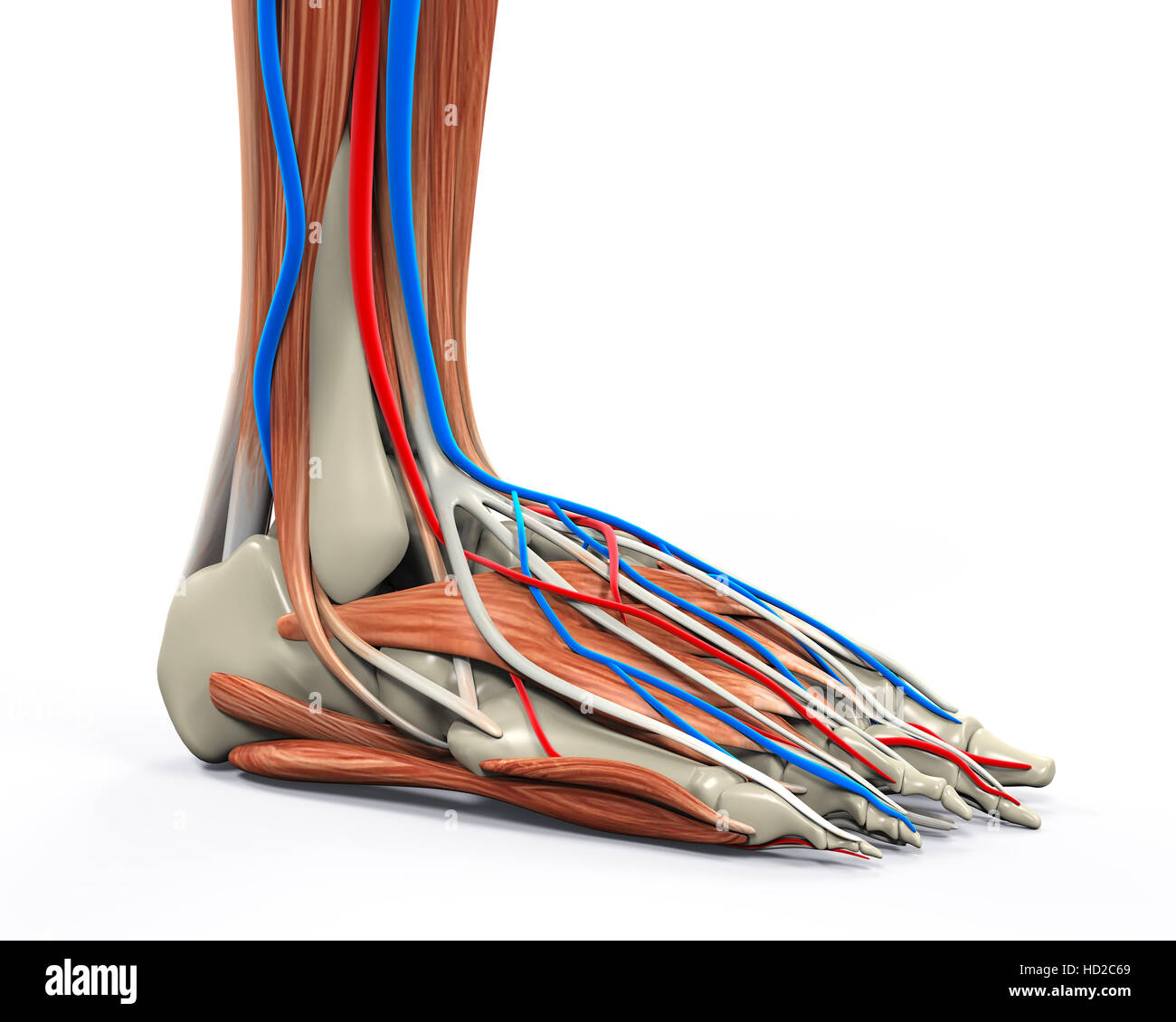 Human Foot Anatomy Stock Photo