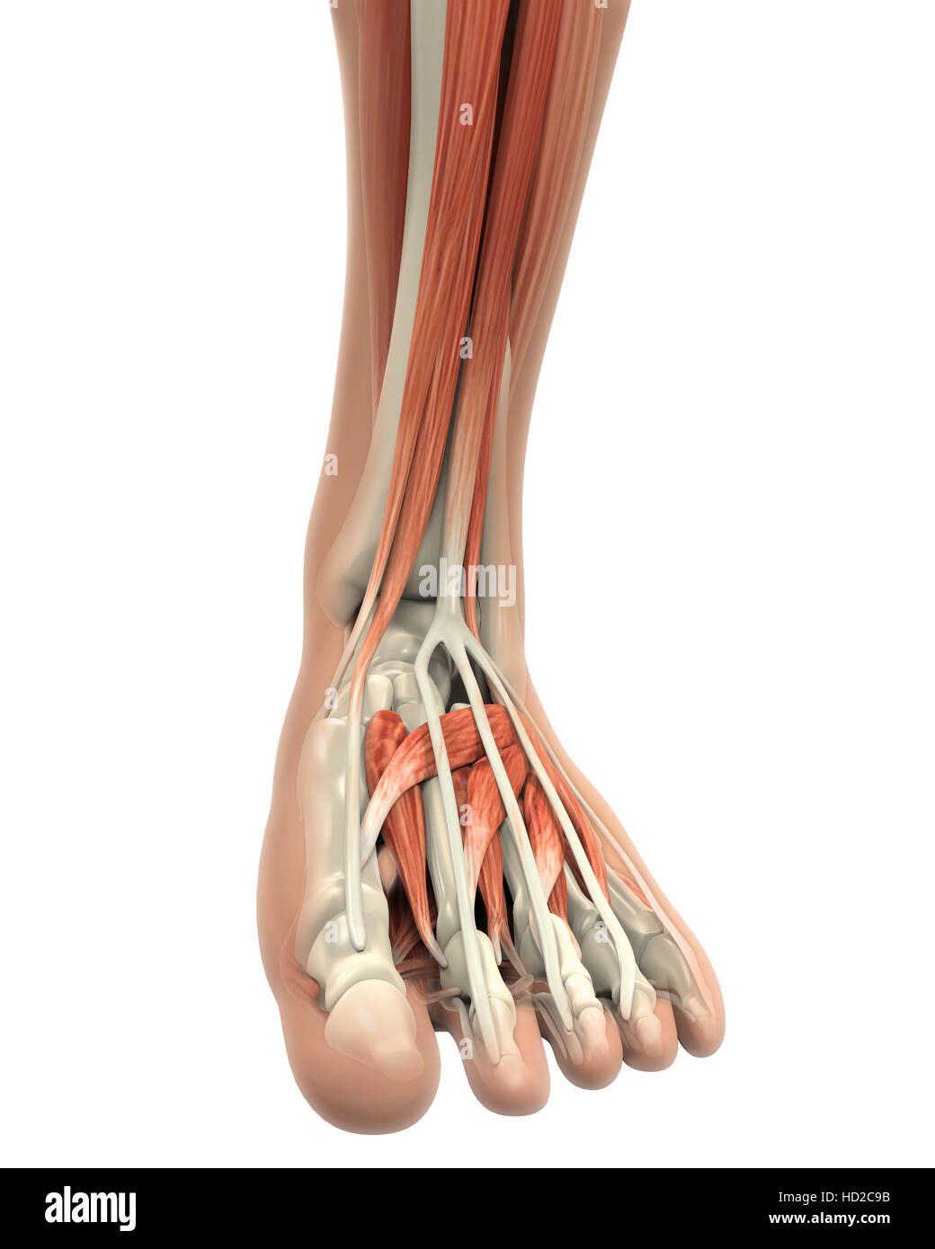 Human Foot Anatomy Stock Photo Alamy