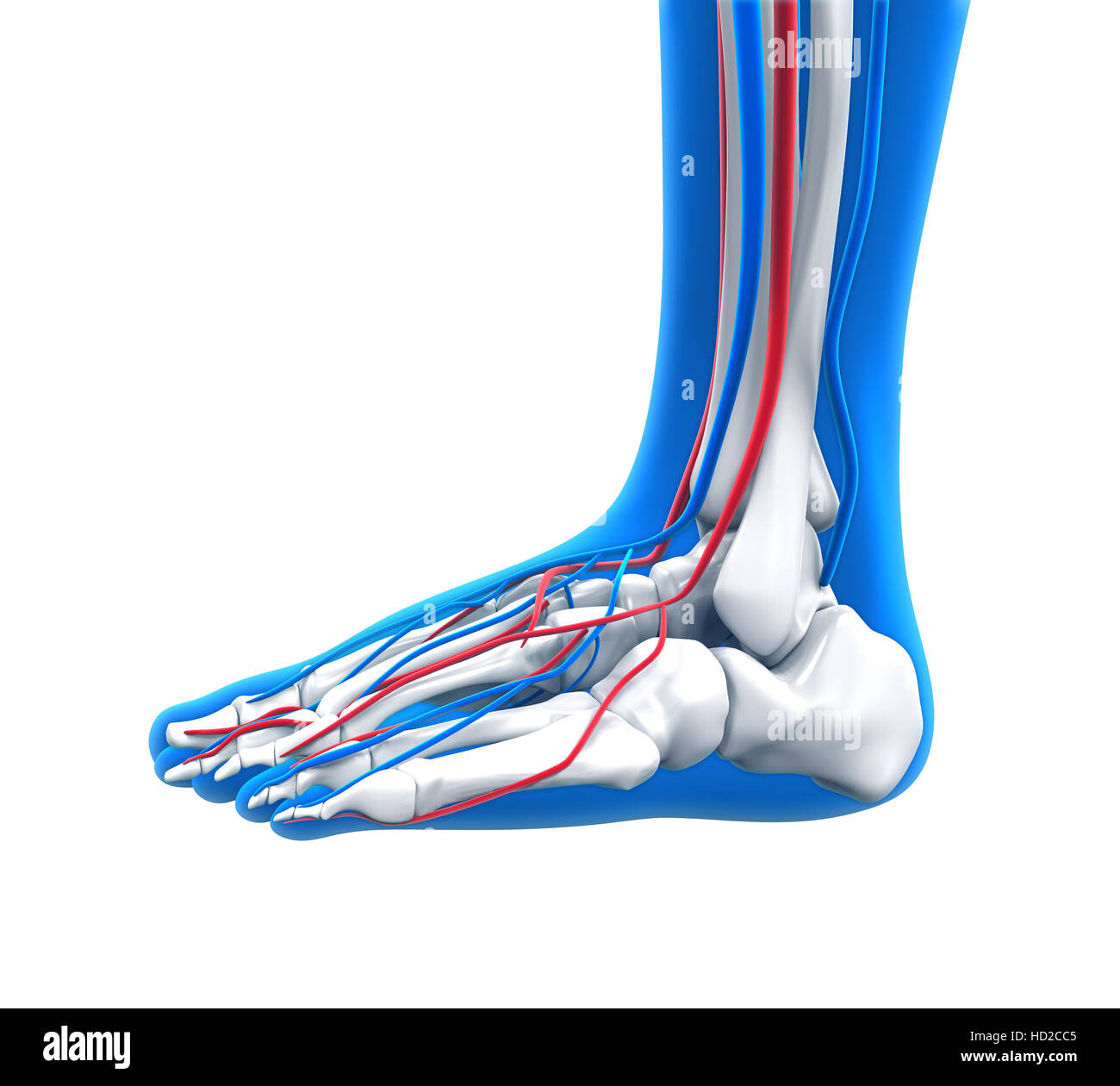 Human Foot Anatomy Stock Photo