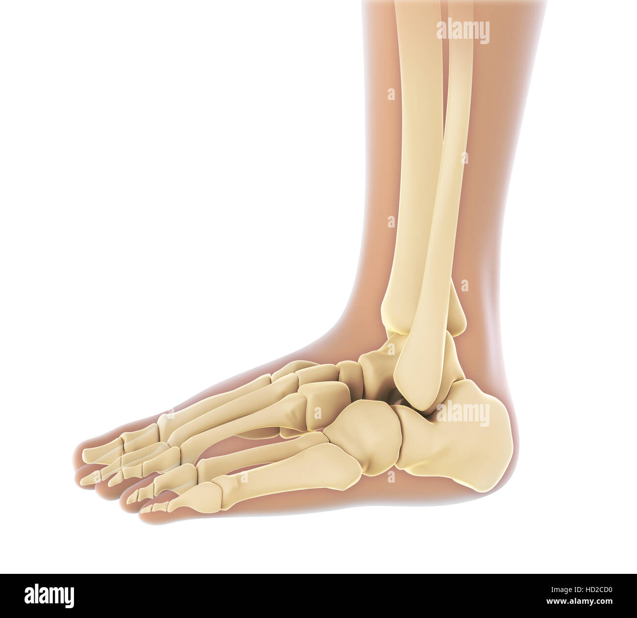 Human Foot Anatomy Stock Photo