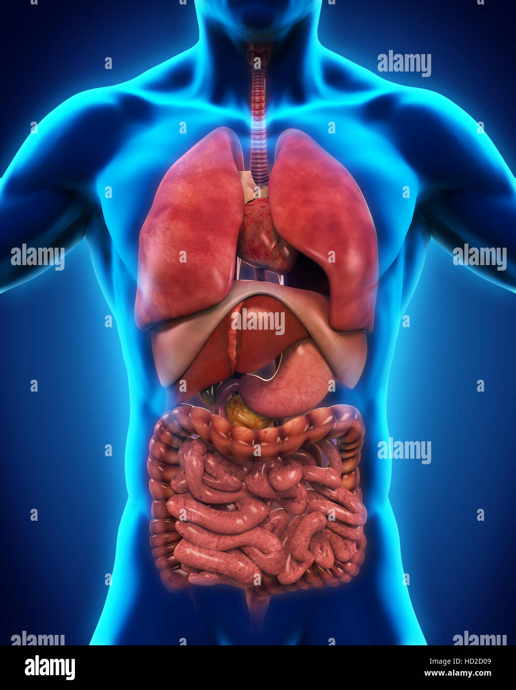Anterior View of Human Body Stock Photo Biology Diagrams