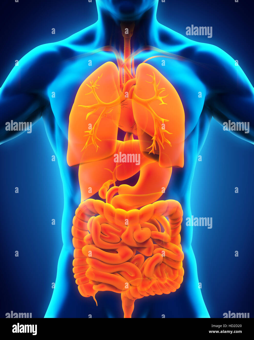 Anterior View of Human Body Stock Photo Biology Diagrams