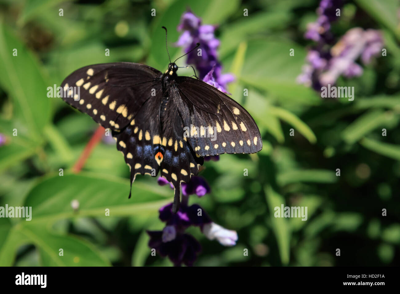 A Black Swallowtail butterfly in a backyard garden. Stock Photo