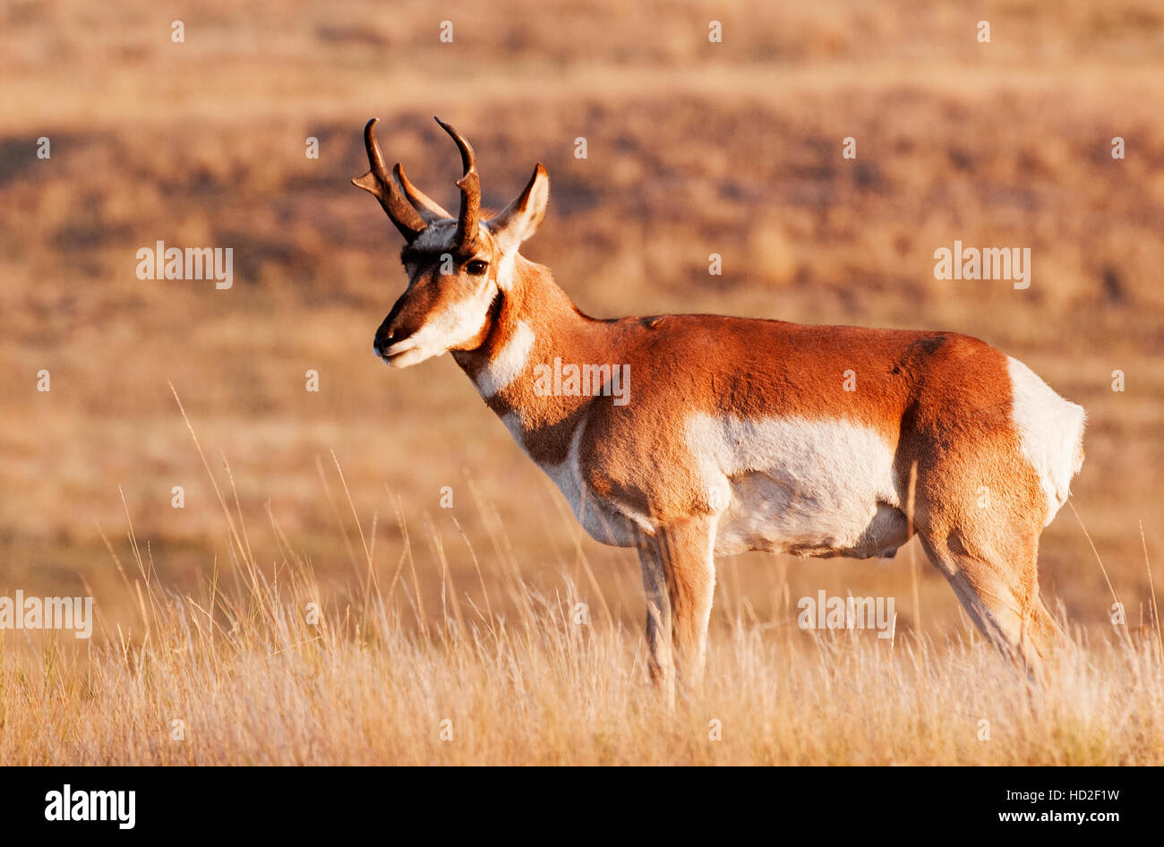 Pronghorn Antelope in the National Bison Range, Montana at dawn Stock