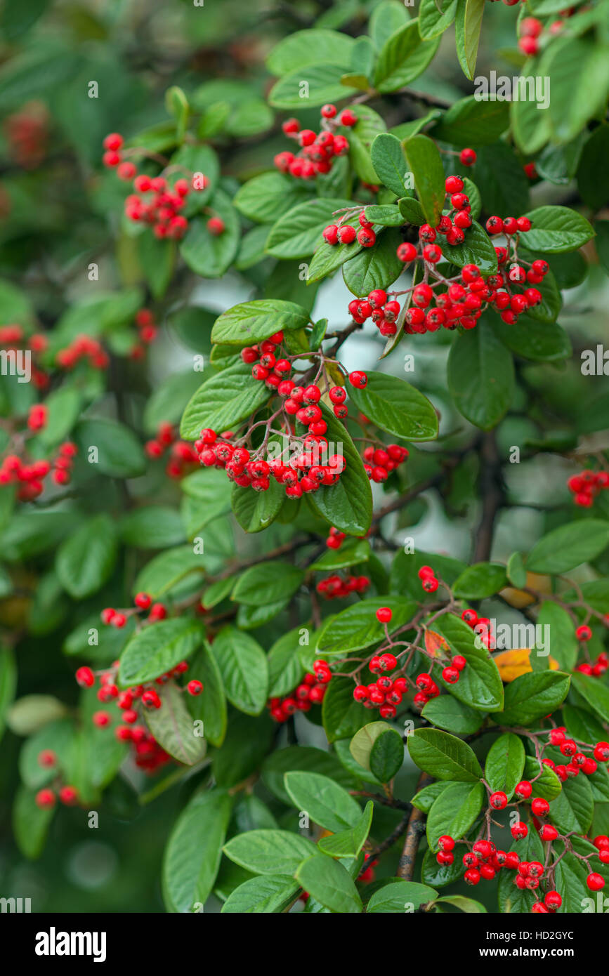 fall berry bush with water drops Stock Photo