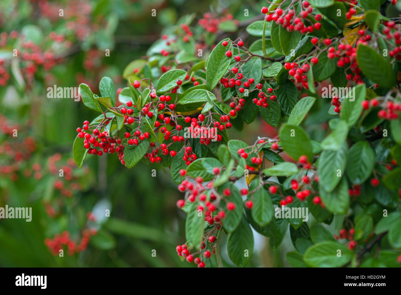 fall berry bush with water drops Stock Photo