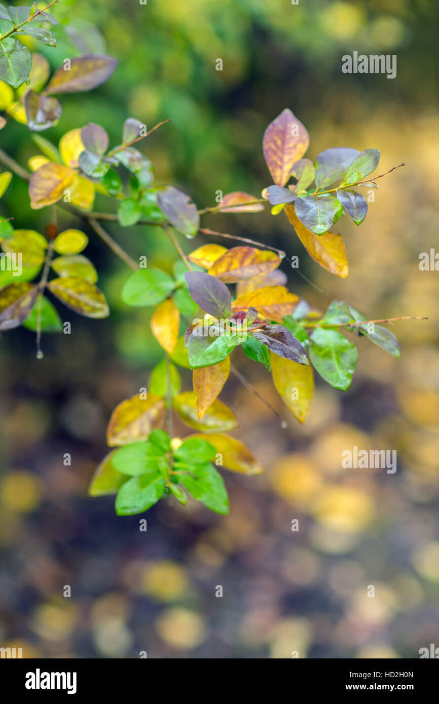 autumn bush leaves Selective focus Stock Photo