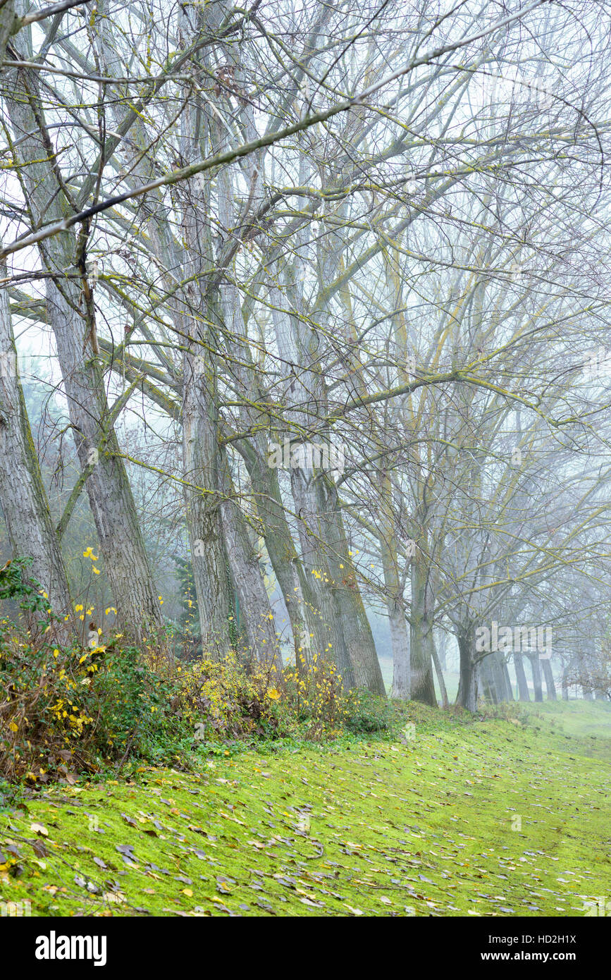 Row of leafless trees on cold winter day Stock Photo