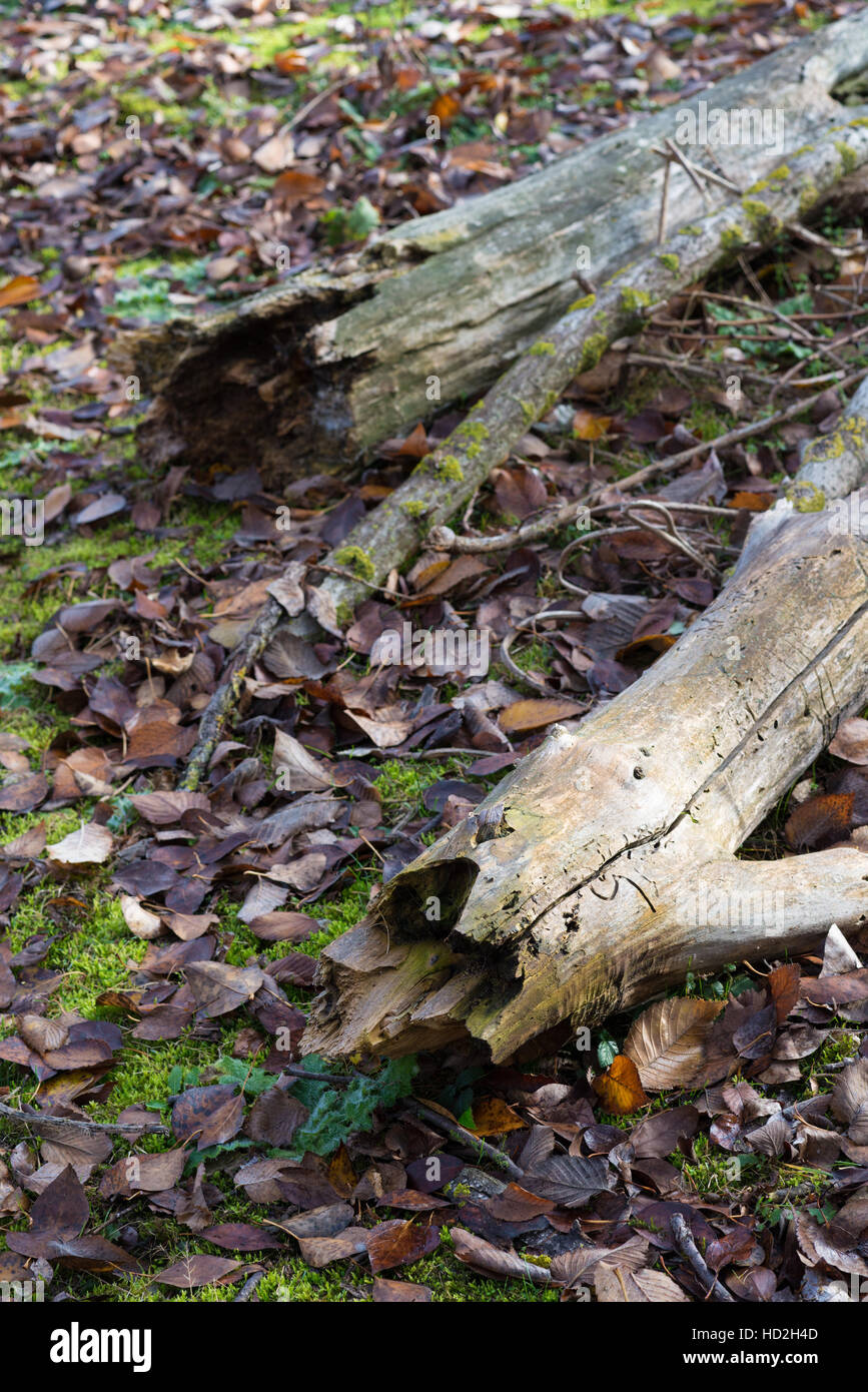 Fallen trees in the forest Stock Photo - Alamy