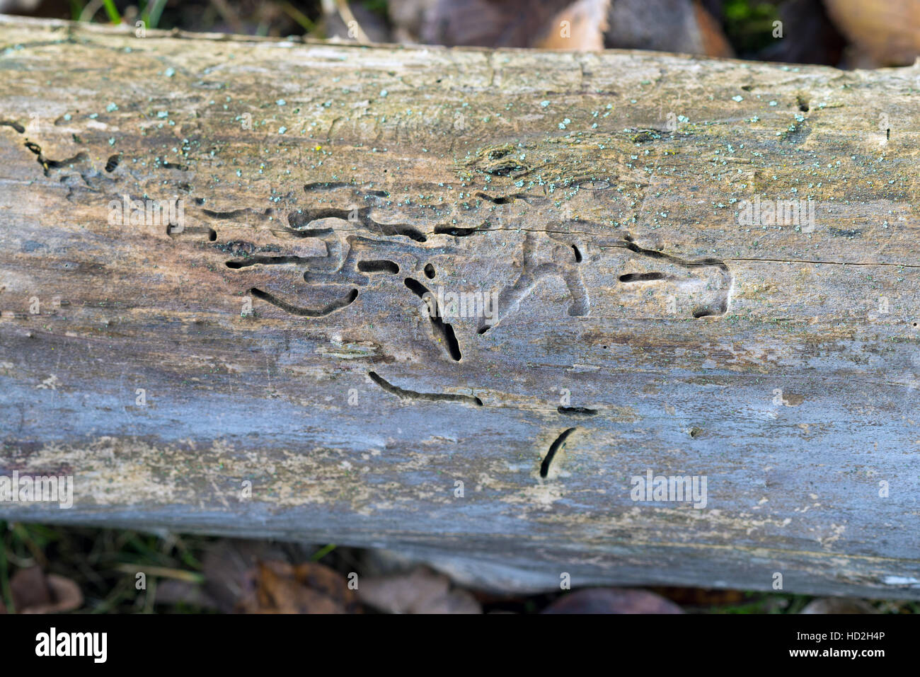 Trunk of fallen tree affected by woodworm Stock Photo