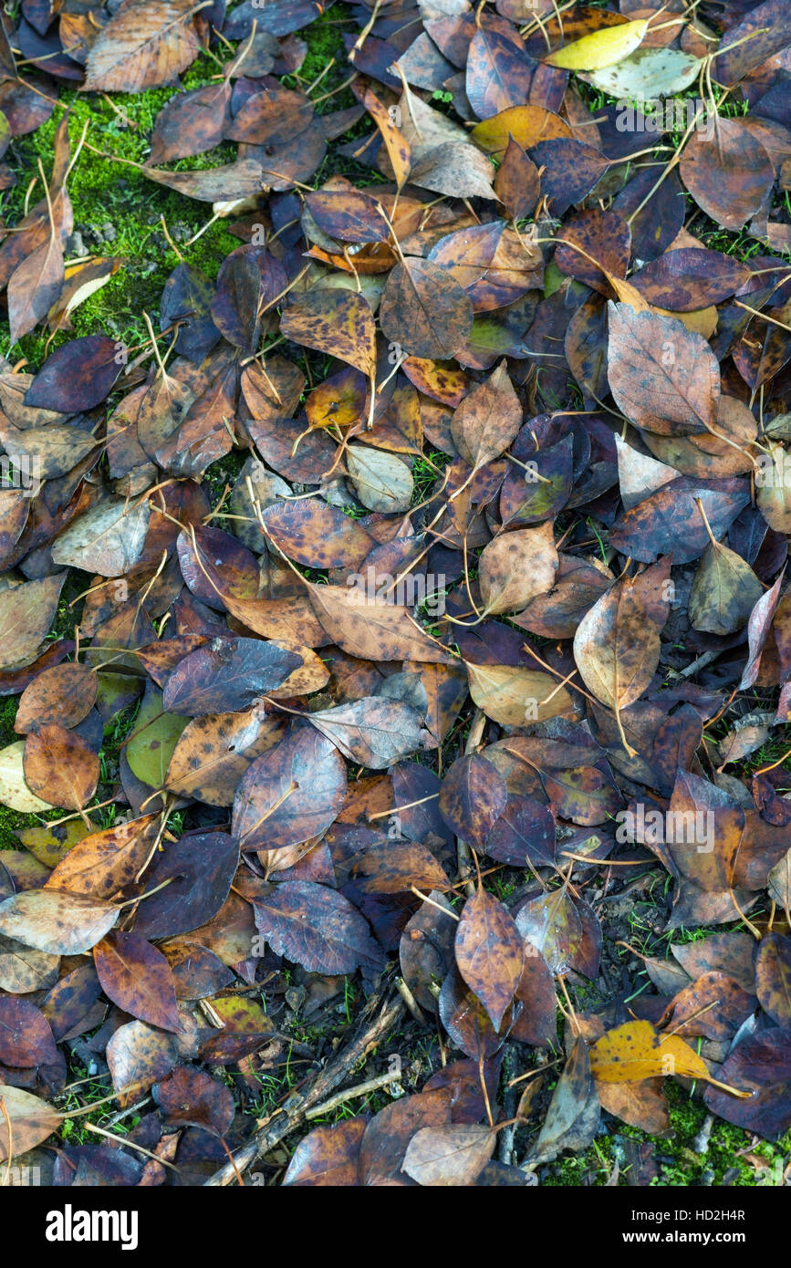 Fallen leaves background in December Stock Photo