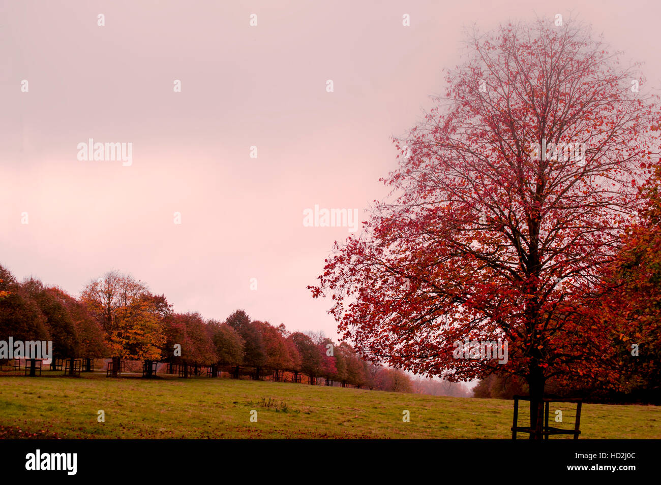 Beautiful autumn in the park Stock Photo - Alamy