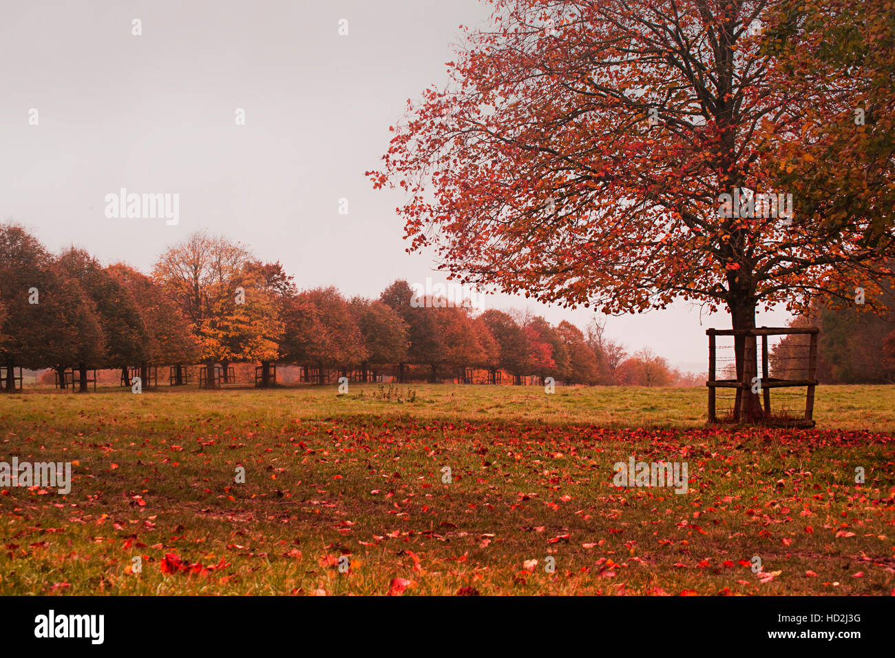 Beautiful autumn in the park Stock Photo - Alamy