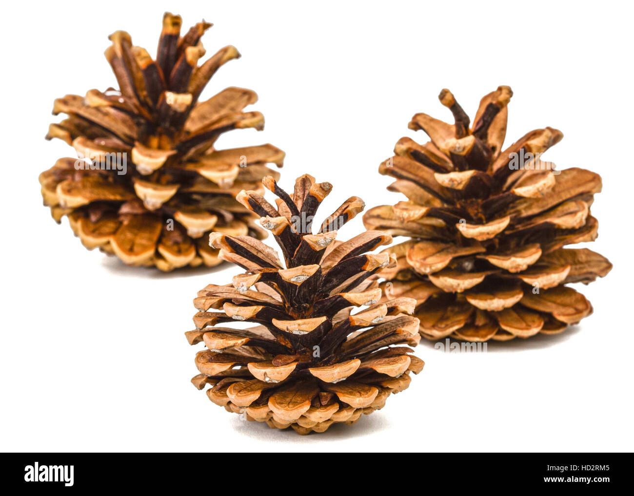 Beautiful pine cones isolated on a white background Stock Photo - Alamy