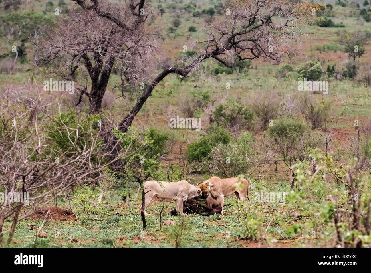 Two lionesses at the kill Stock Photo